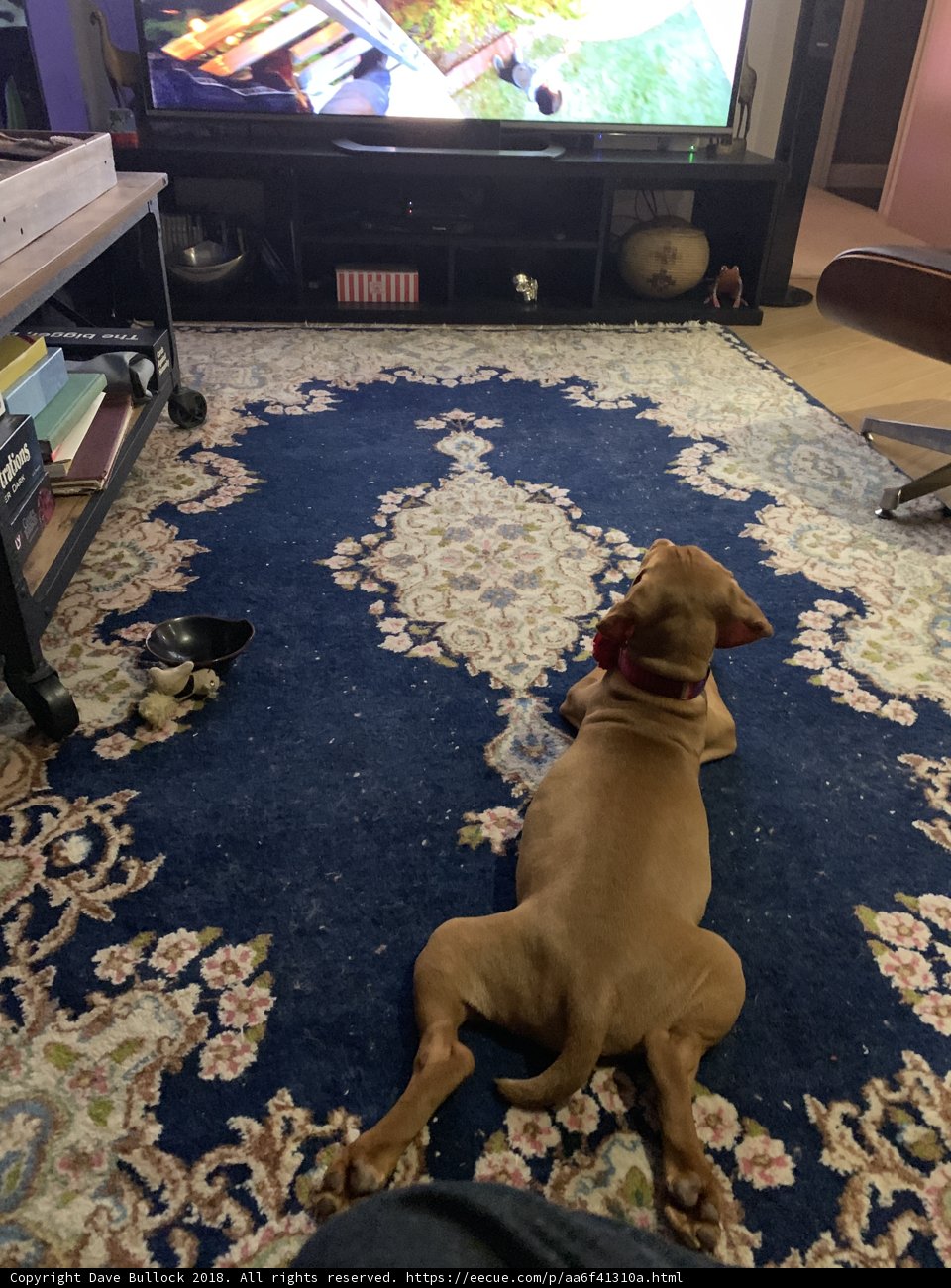 Man's Best Entertainment