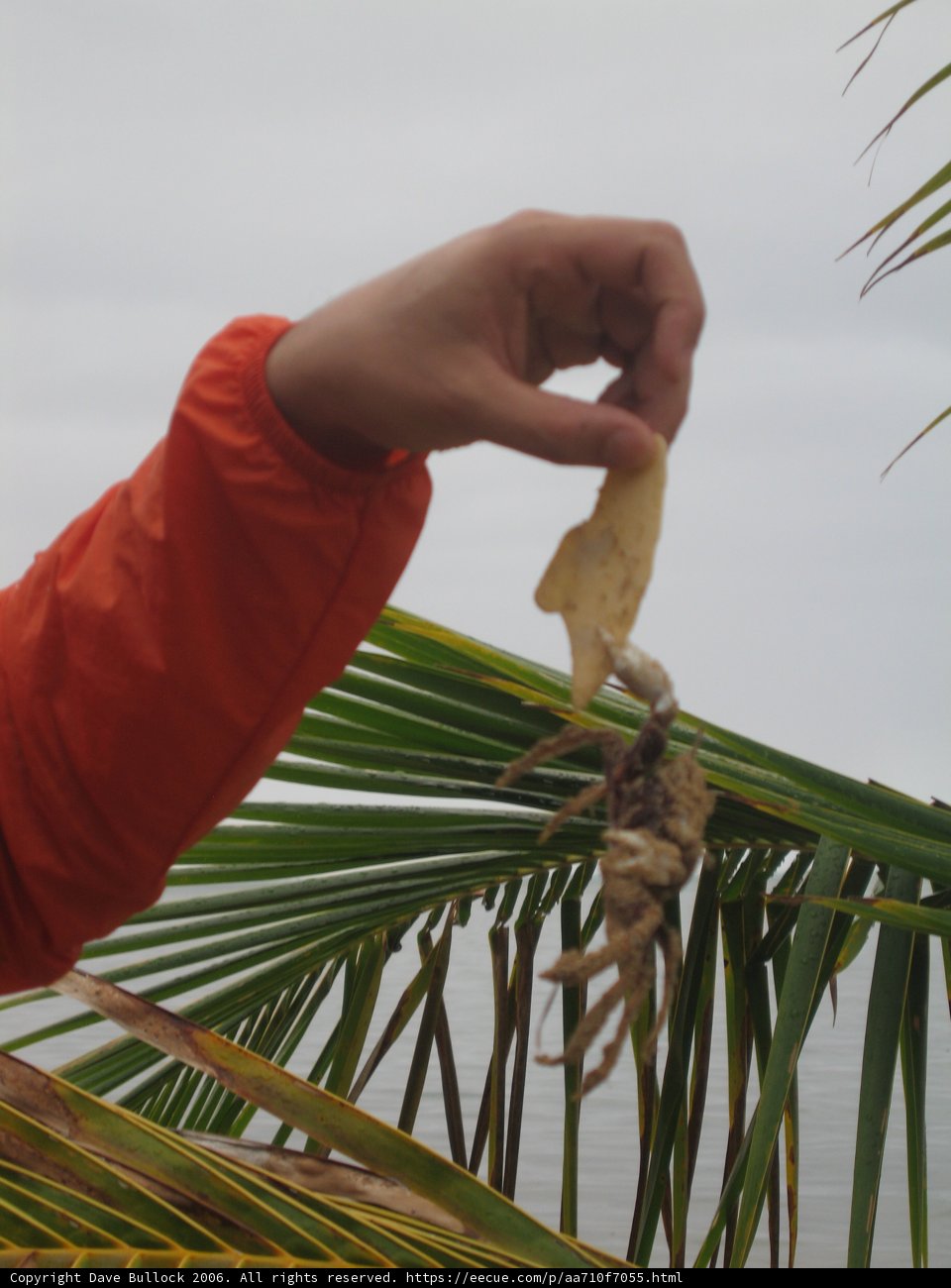 Island Delights