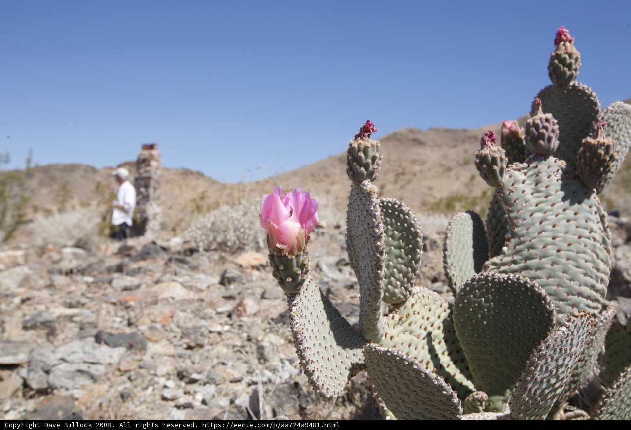 Desert Beauty