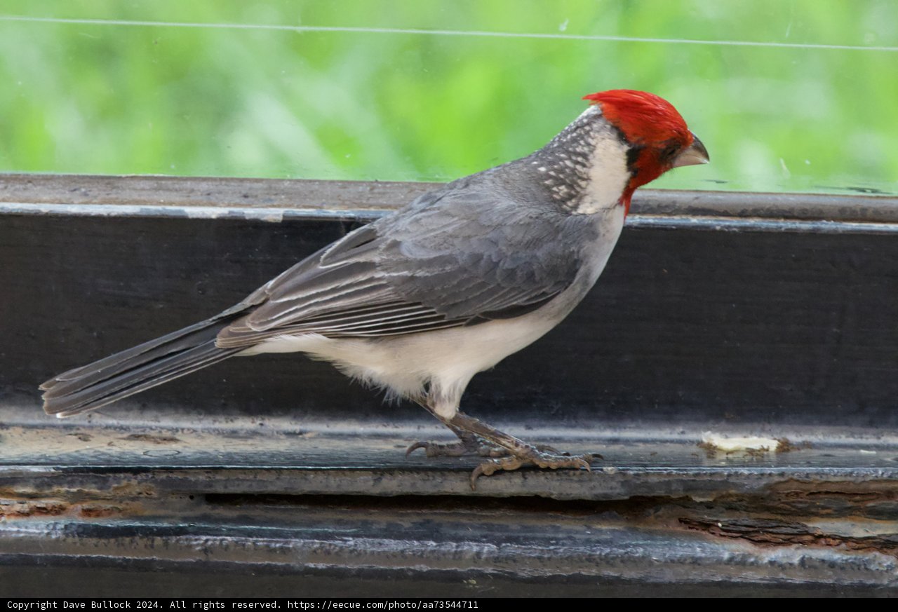 Crimson Crown: A Finch at Honolulu Zoo