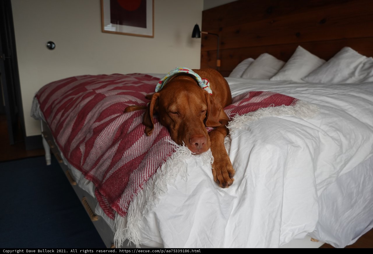 Cozy Canine Resting on Plush Bedding