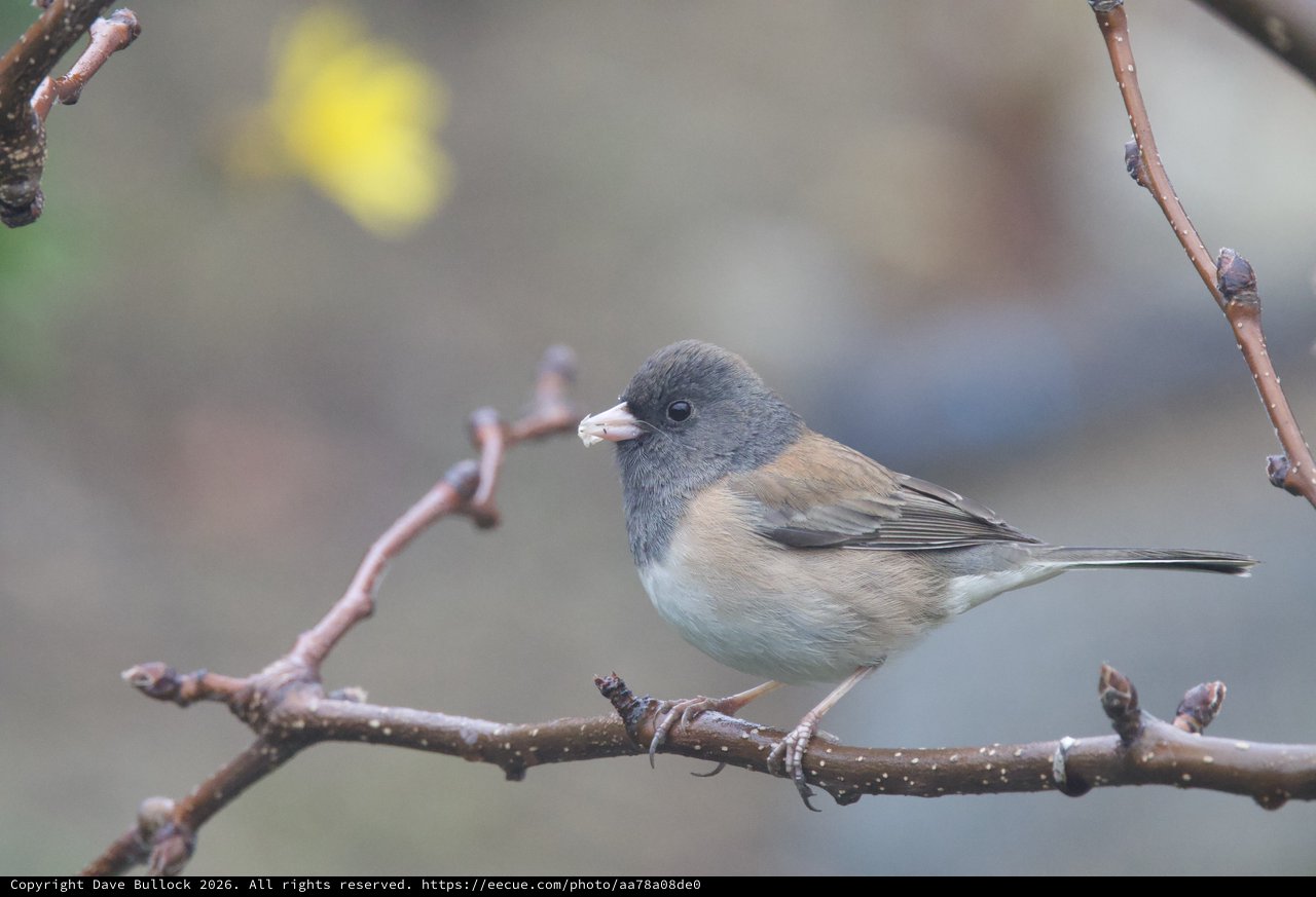 Dark-Eyed Junco Perched on Winter Branch