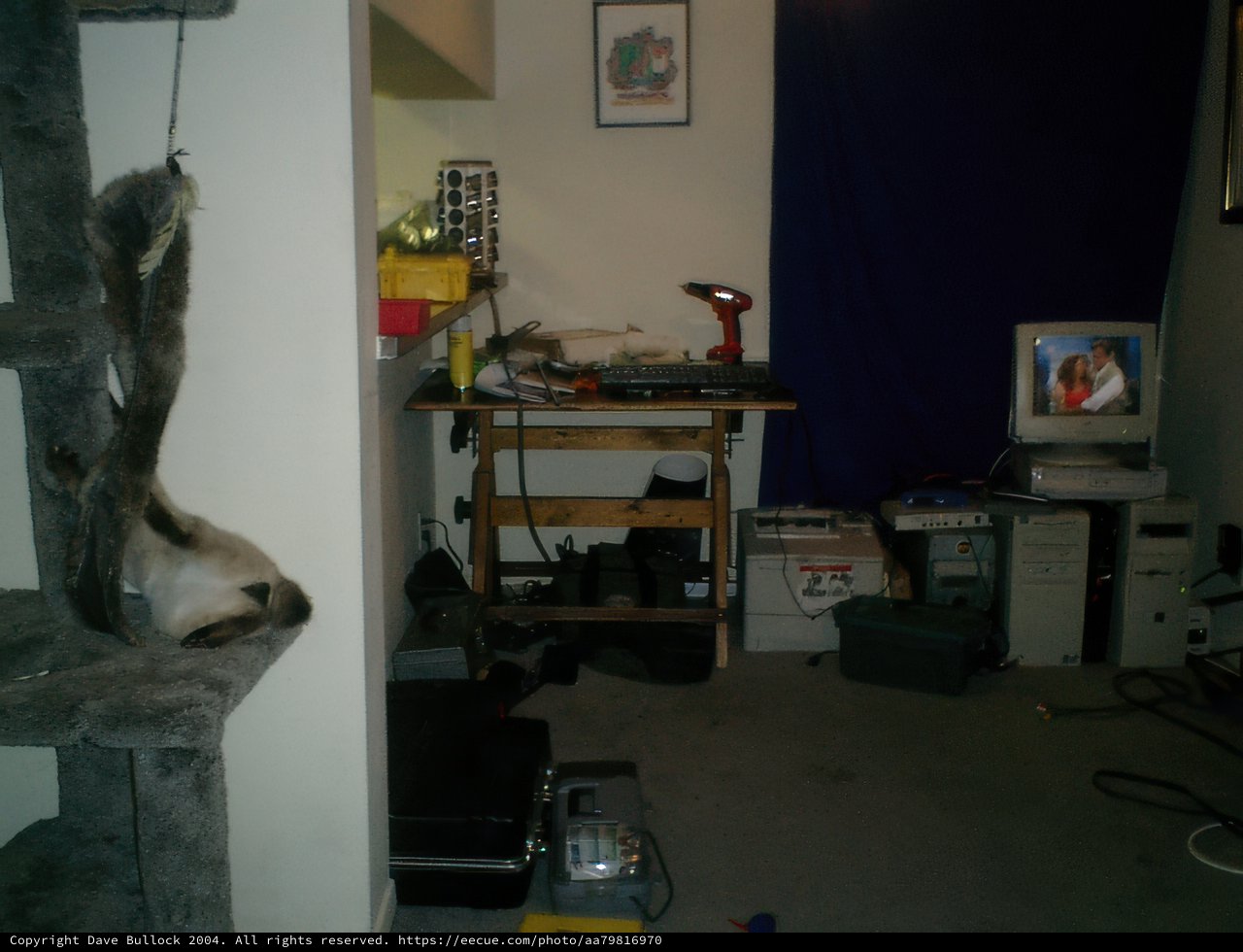 Feline Acrobat