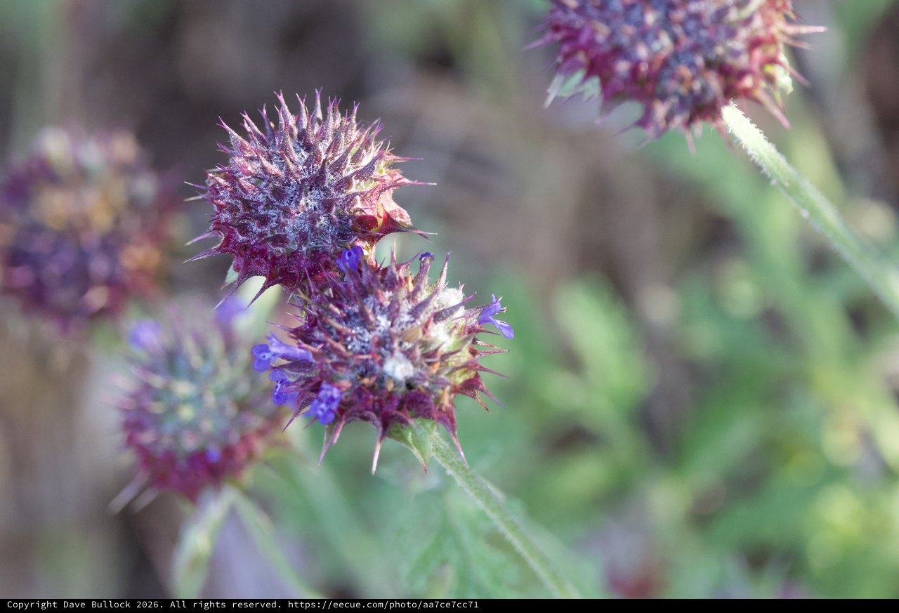 Purple Sage Blooms Along Mount Diablo Trails
