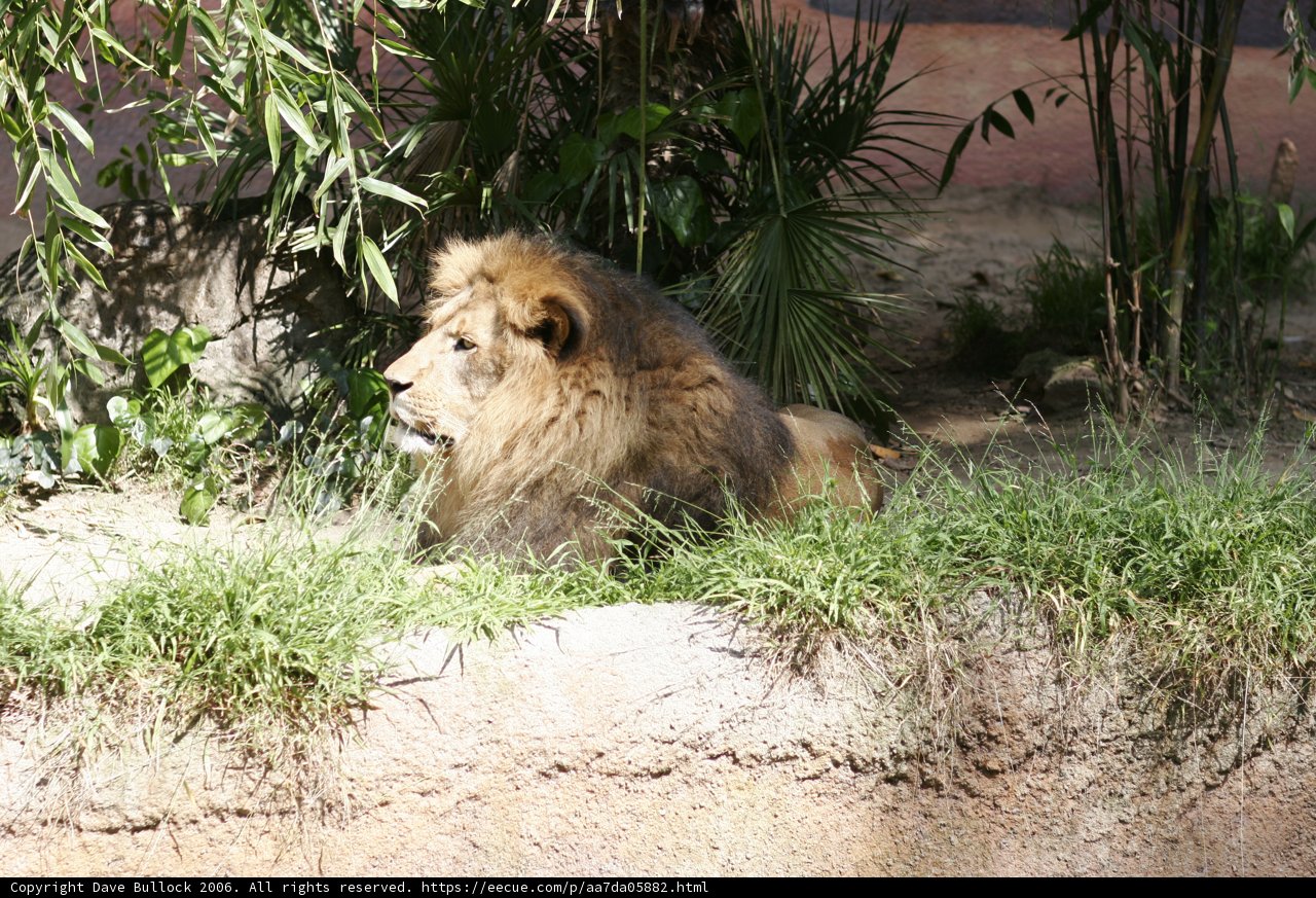 Majestic King of the Grasslands