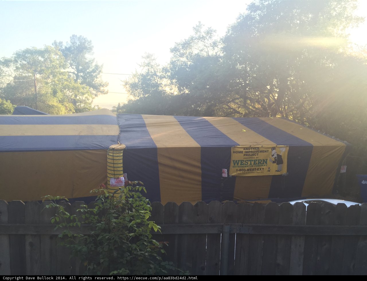 Camping in the Backyard