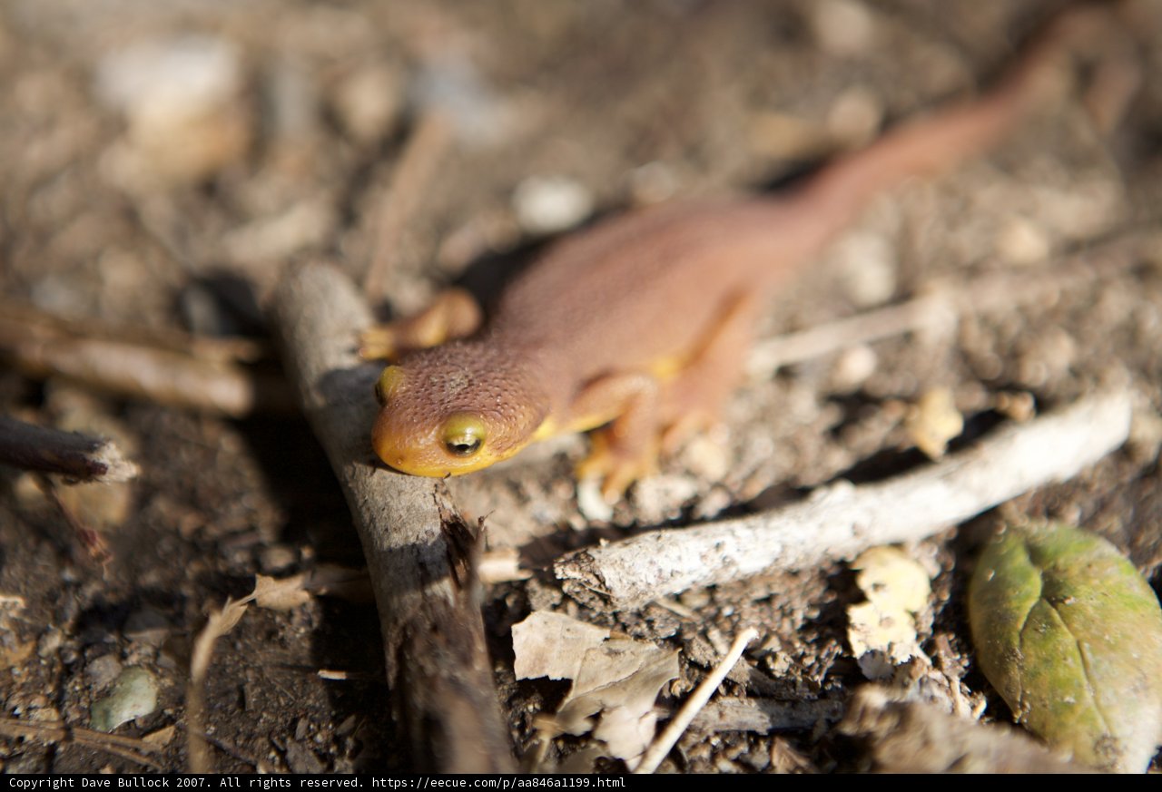 Tiny Lizard's Ground Exploration