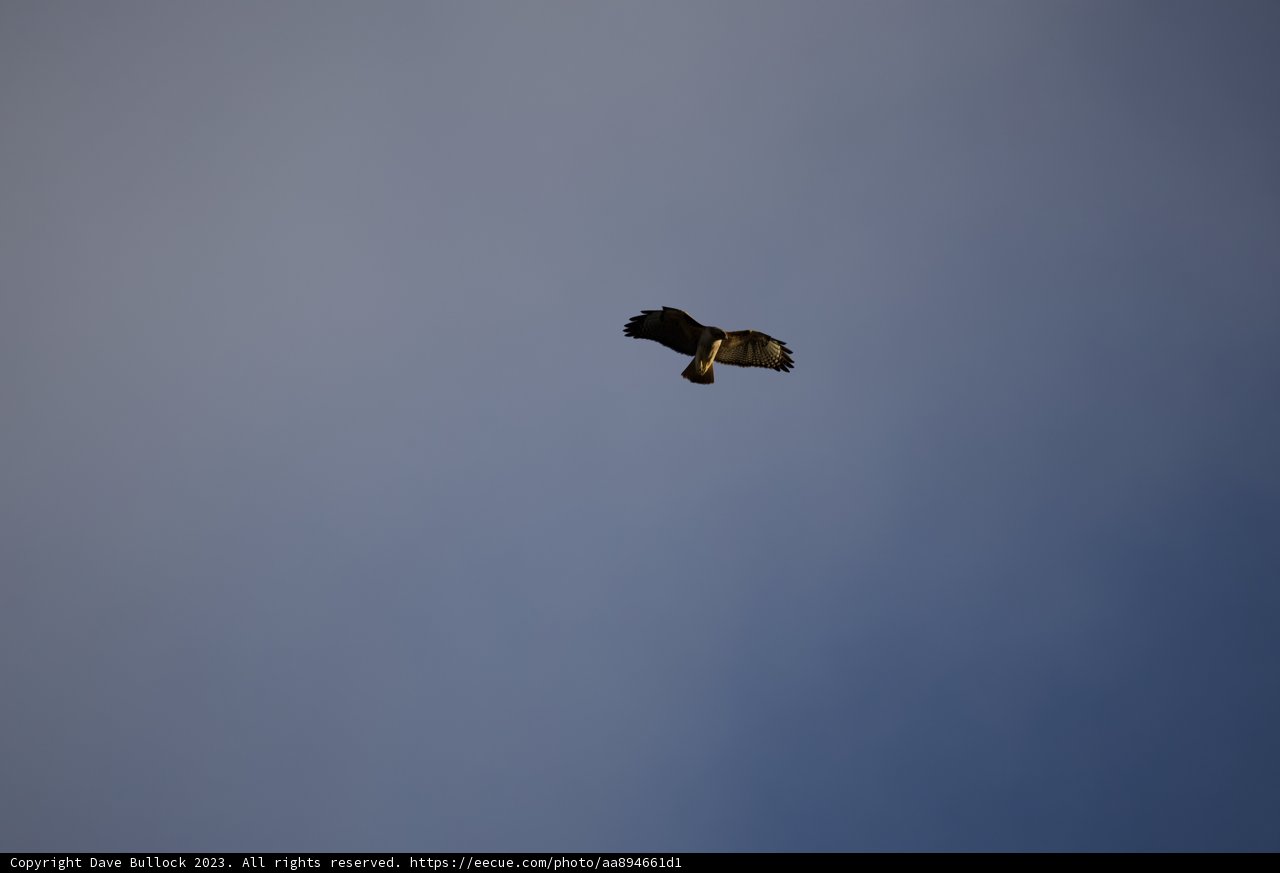 Majestic Flight of the Hawk at Lake Merced.