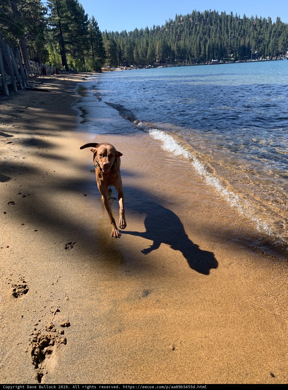 Canine Adventure on the Shores of Zephyr Cove
