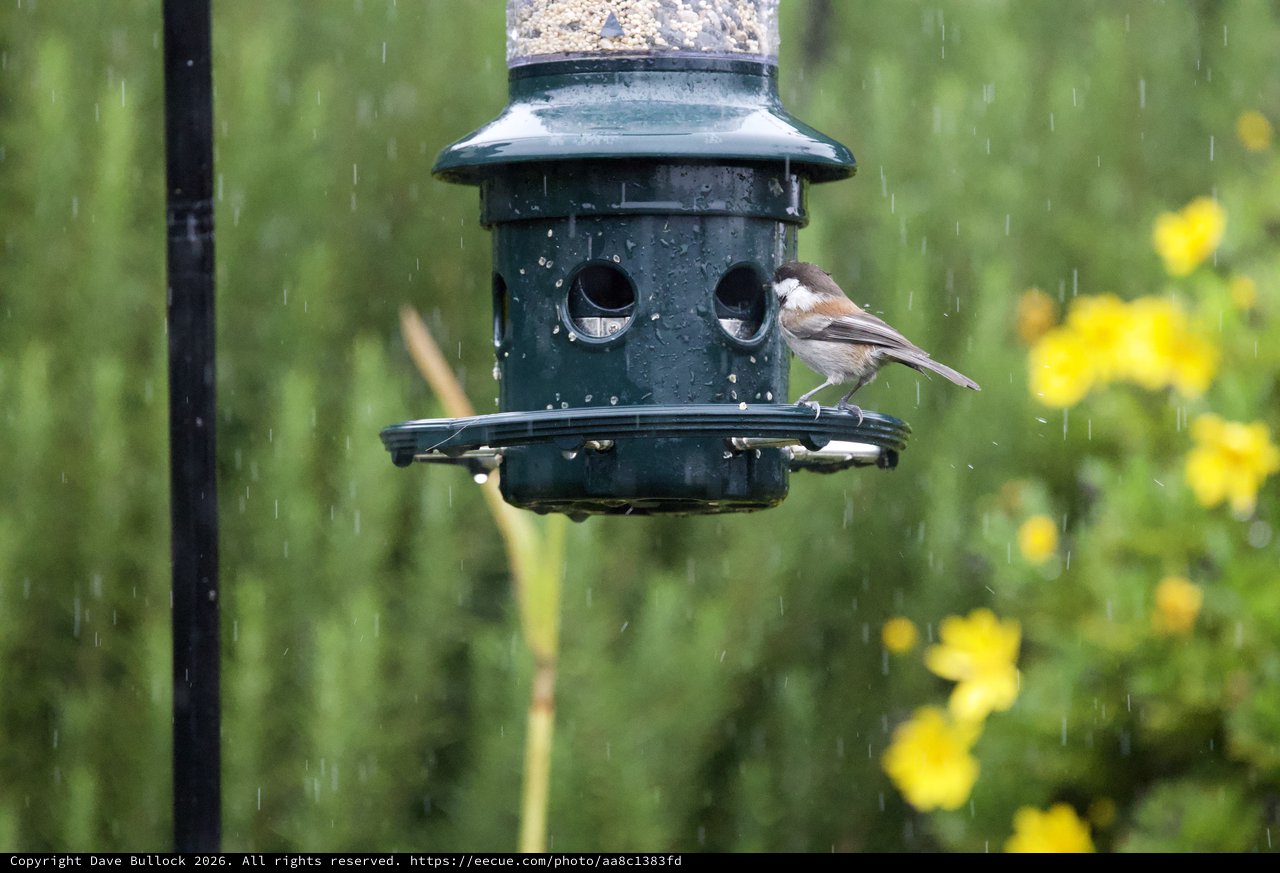 Small Bird at Feeder in the Rain