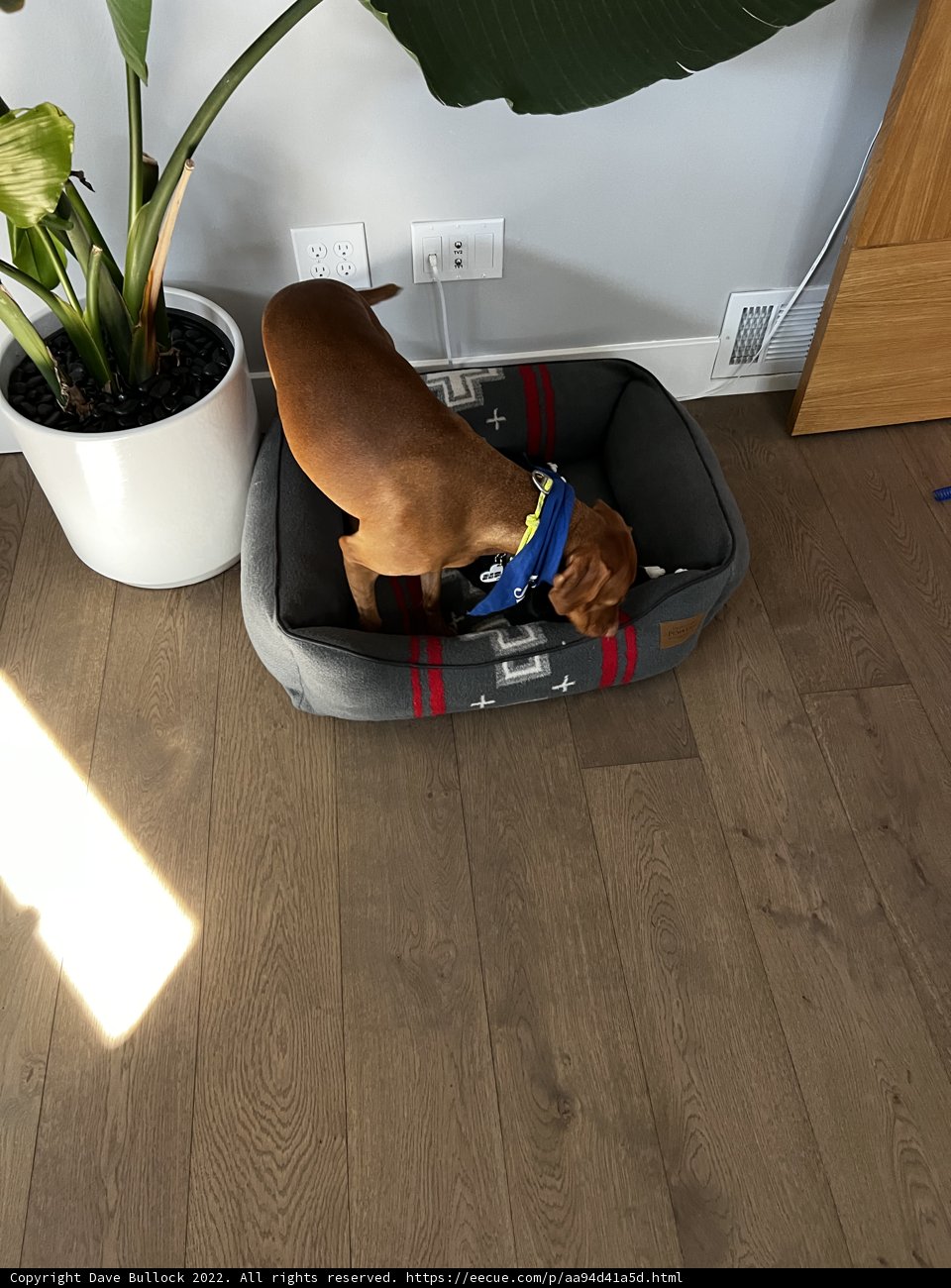 Comfy Pooch on Wooden Floors