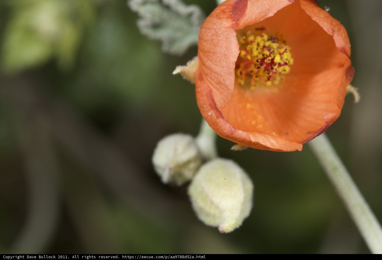 Orange Blossom Promise