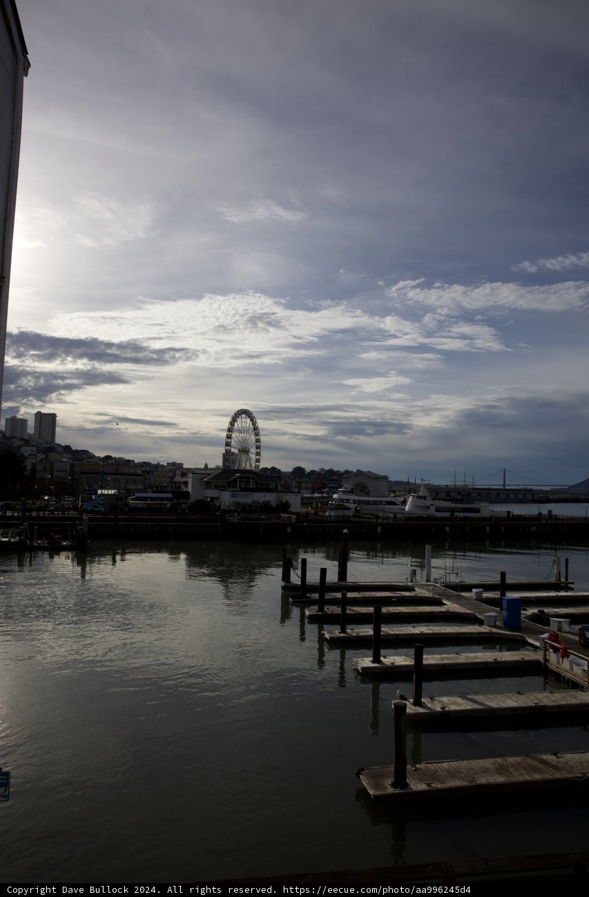Aquatic Charms at the Pier