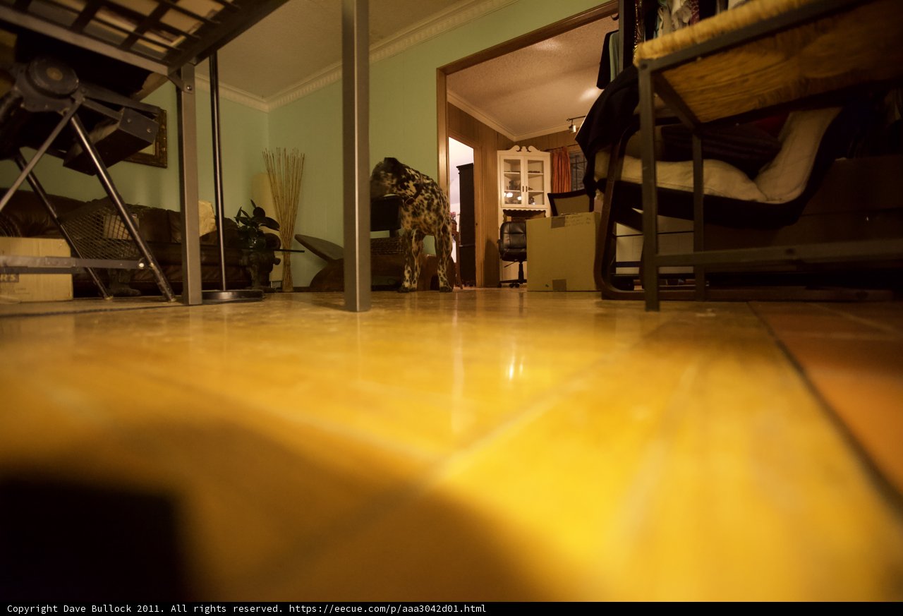 Wooden Floors and Decorative Plant in a Cozy Room