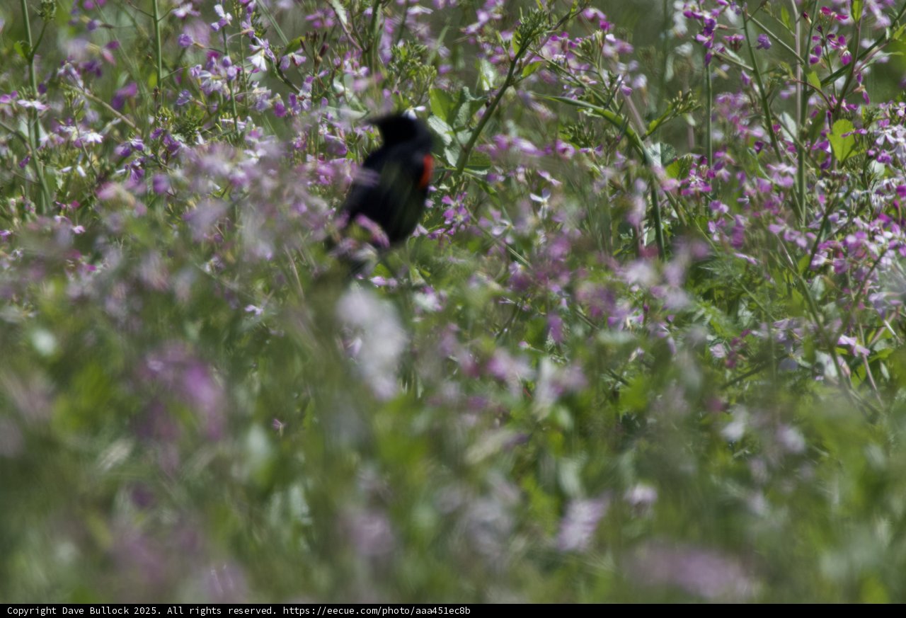 Hidden Beauty in the Grasslands