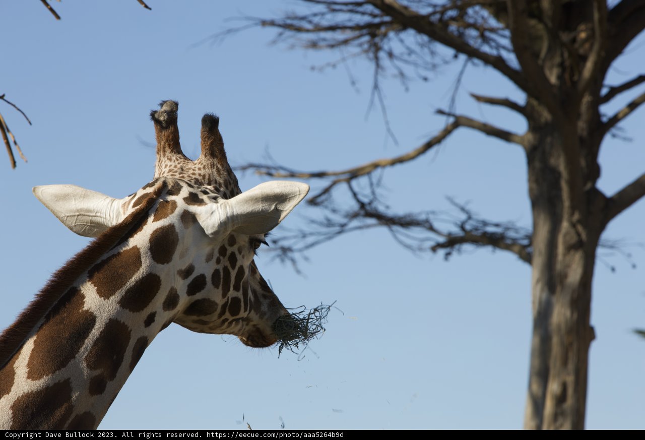 Majestic Encounter at SF Zoo - November 2023