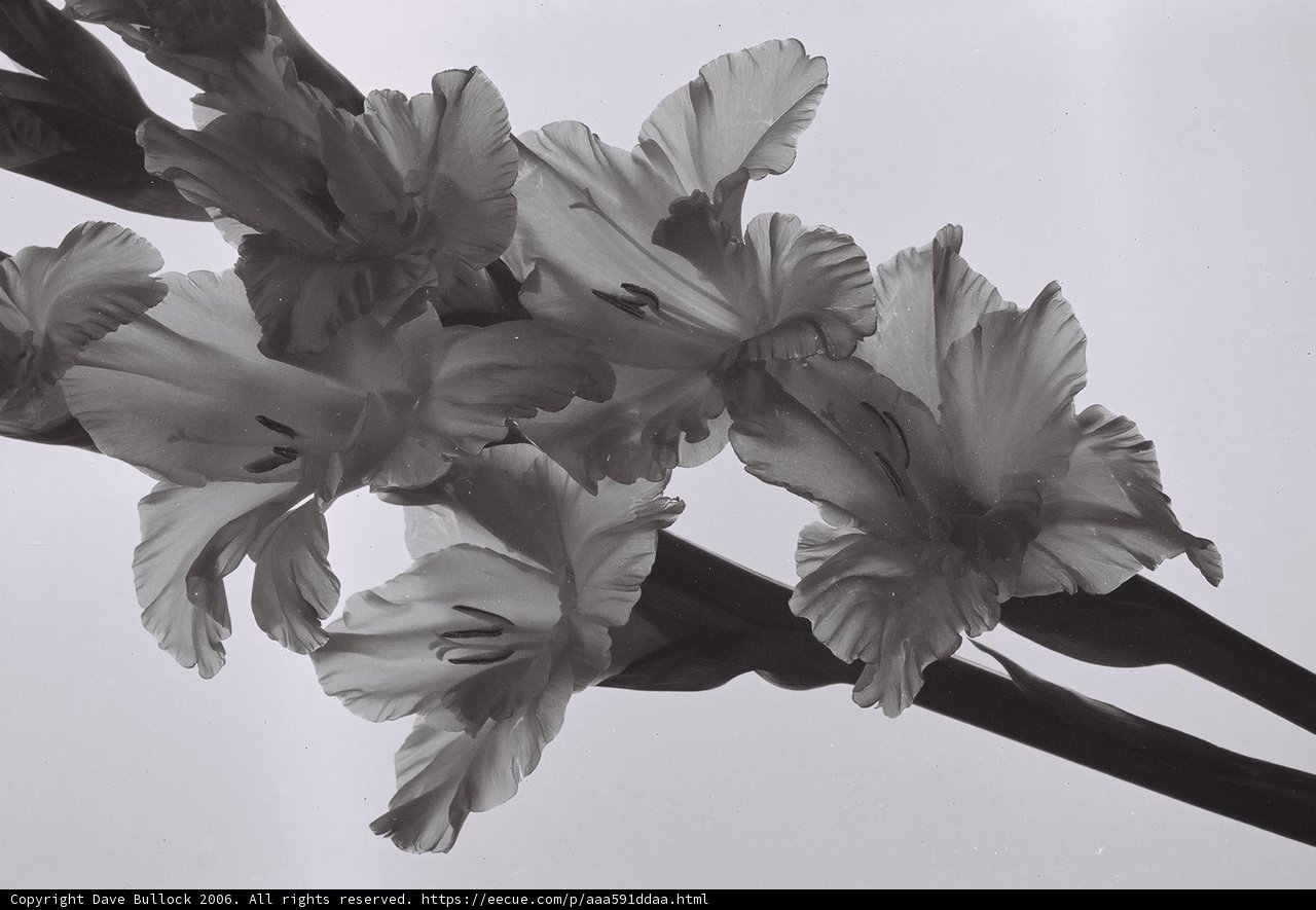Monochrome Blooms