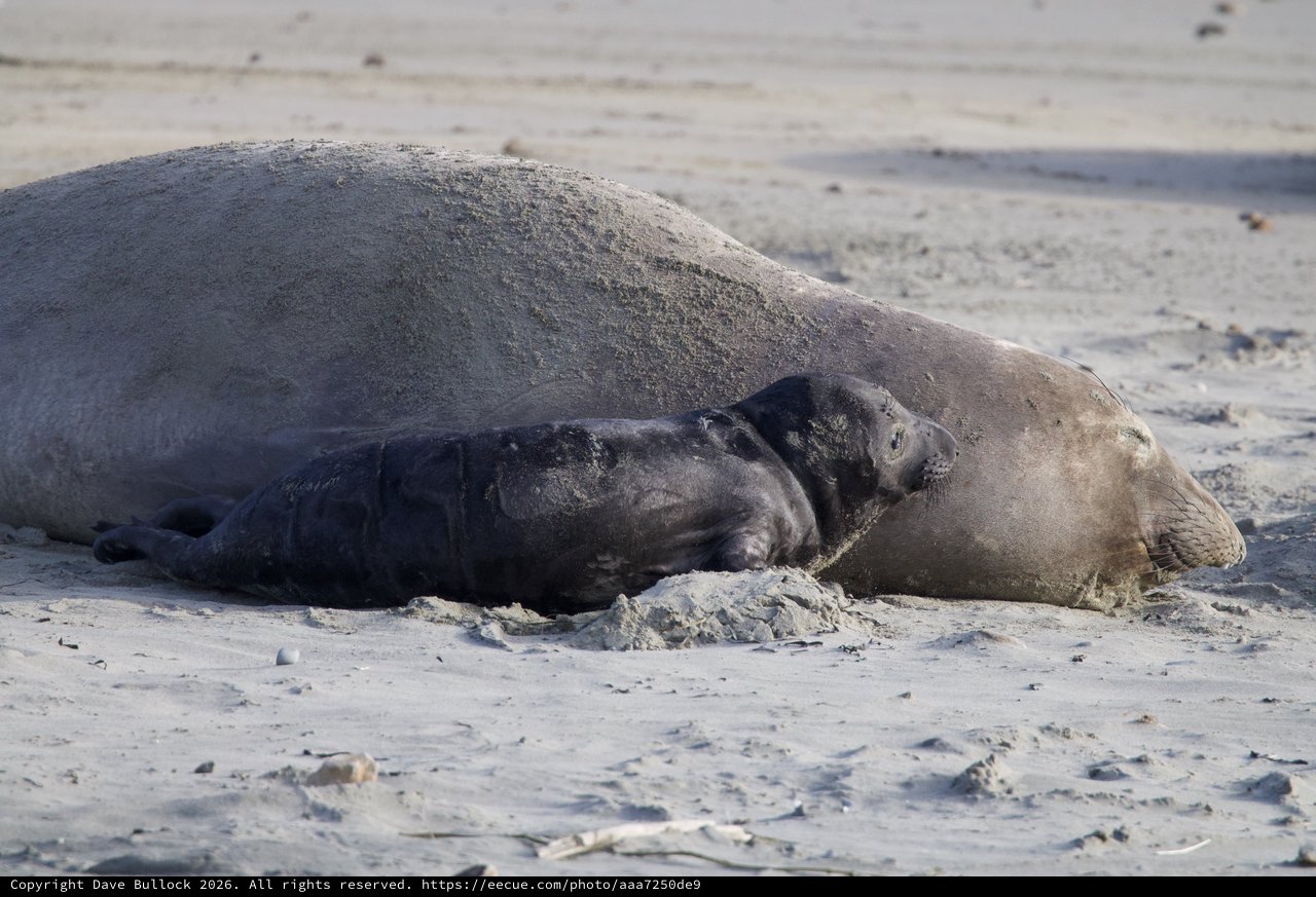 Elephant Seal Mother and Pup Resting on Beach