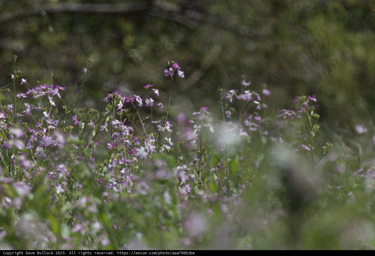 Purple Symphony in Bloom