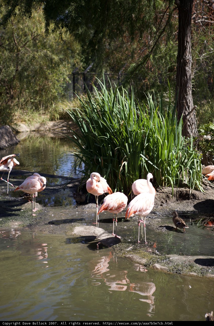 A Flock of Flamingos in Their Natural Habitat
