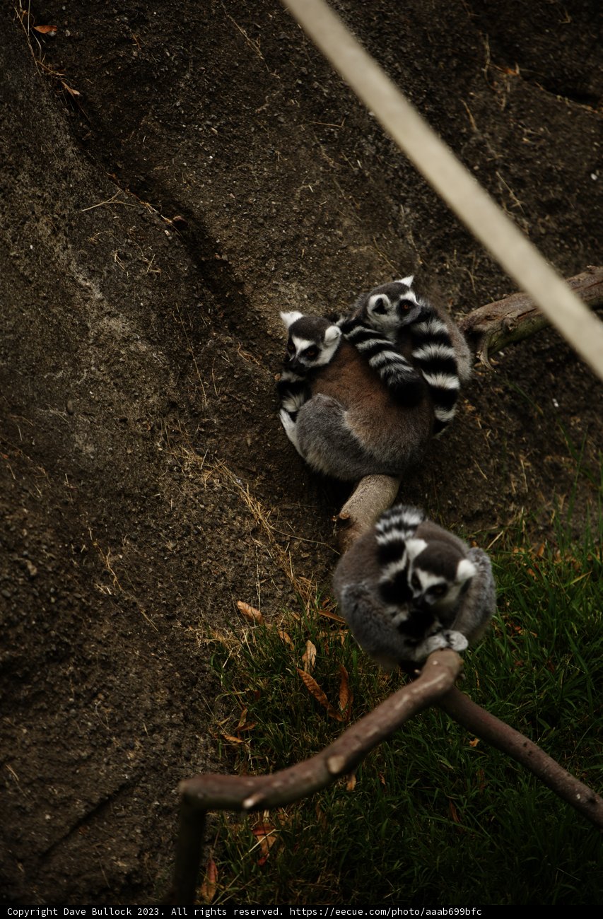 The Peaceful Slumber of Lemurs