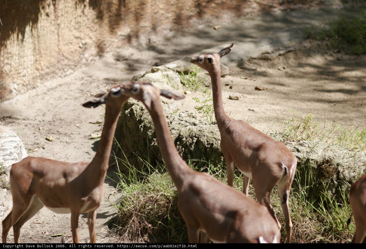 Graceful Grazing