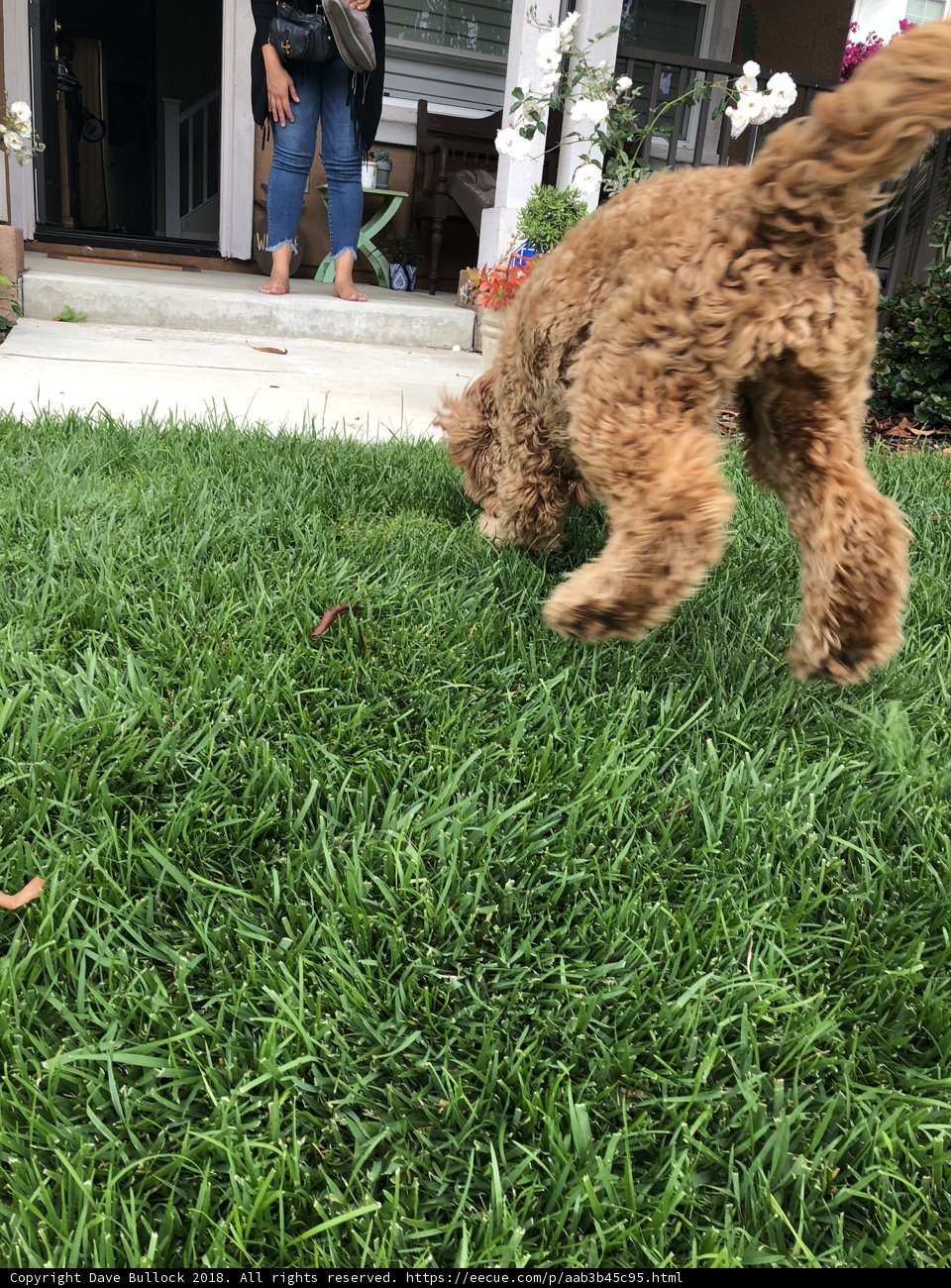 Poodle on the Green