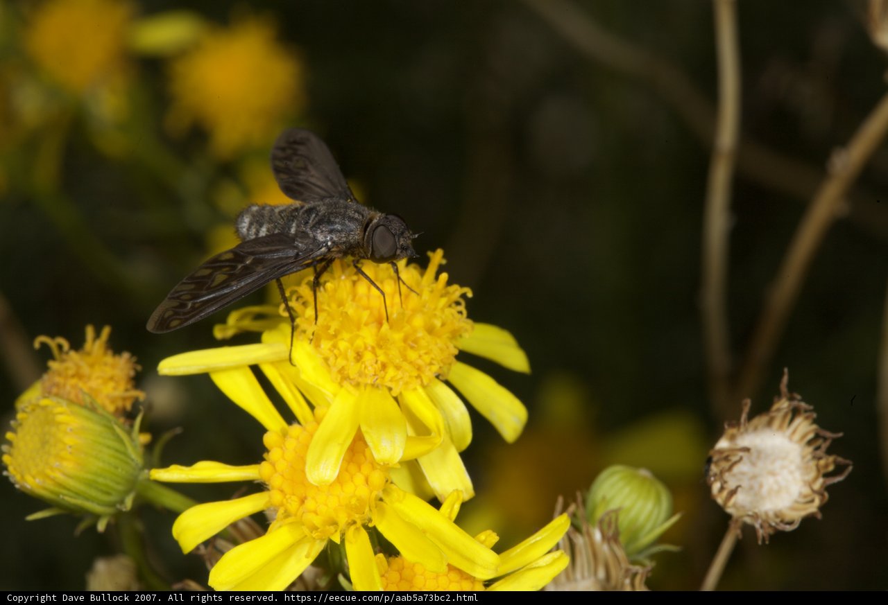 Fly Pollination on a Yellow Daisy