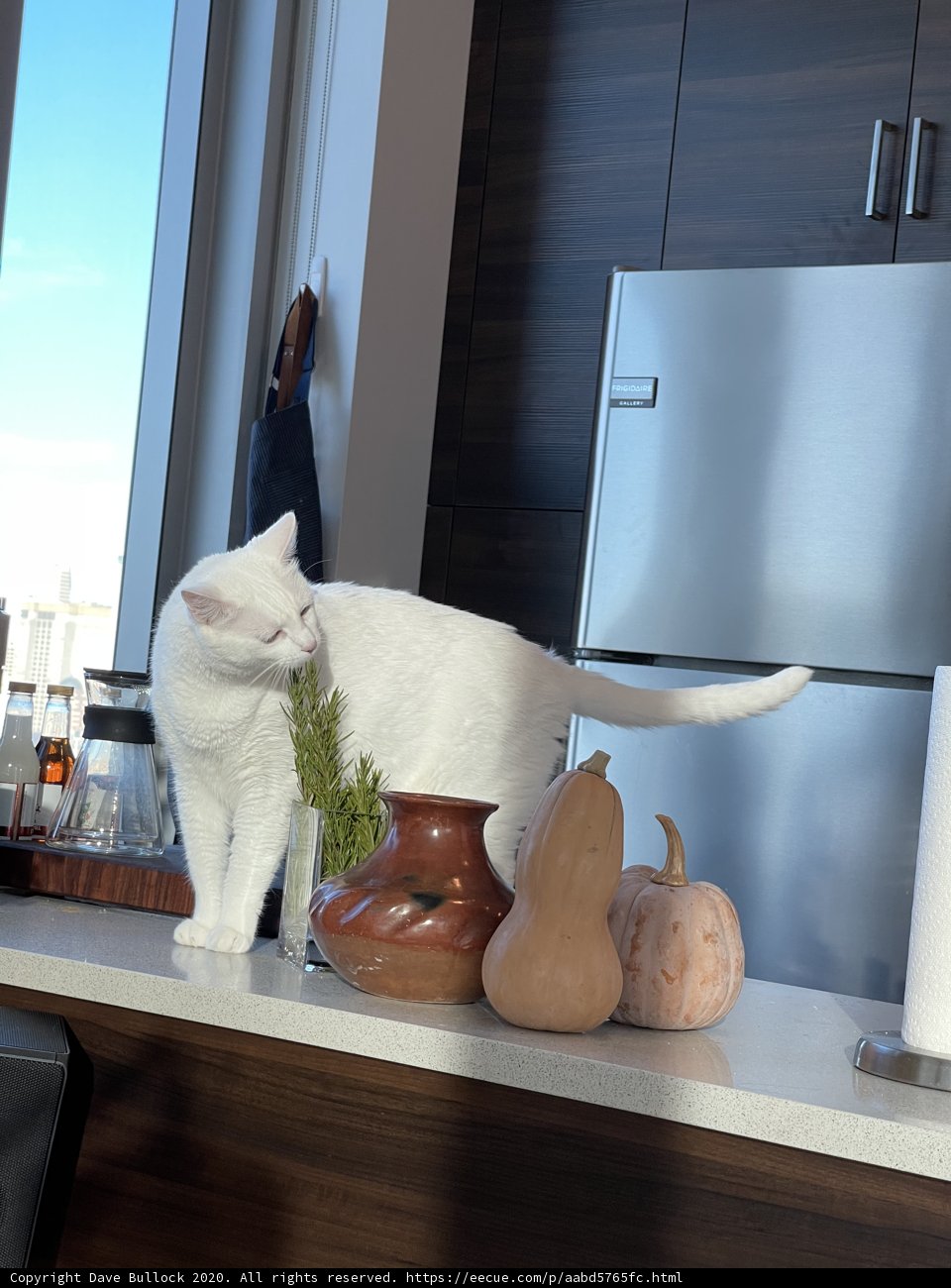 White Cat Posing on Kitchen Counter