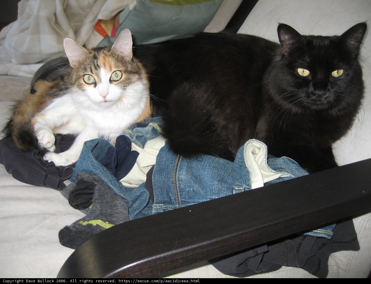 Feline Friends on Furniture