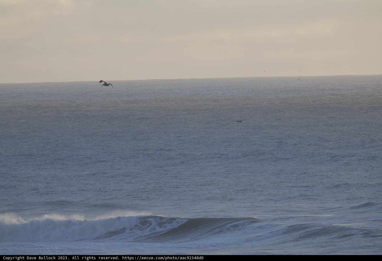 Riding the Pacific Waves