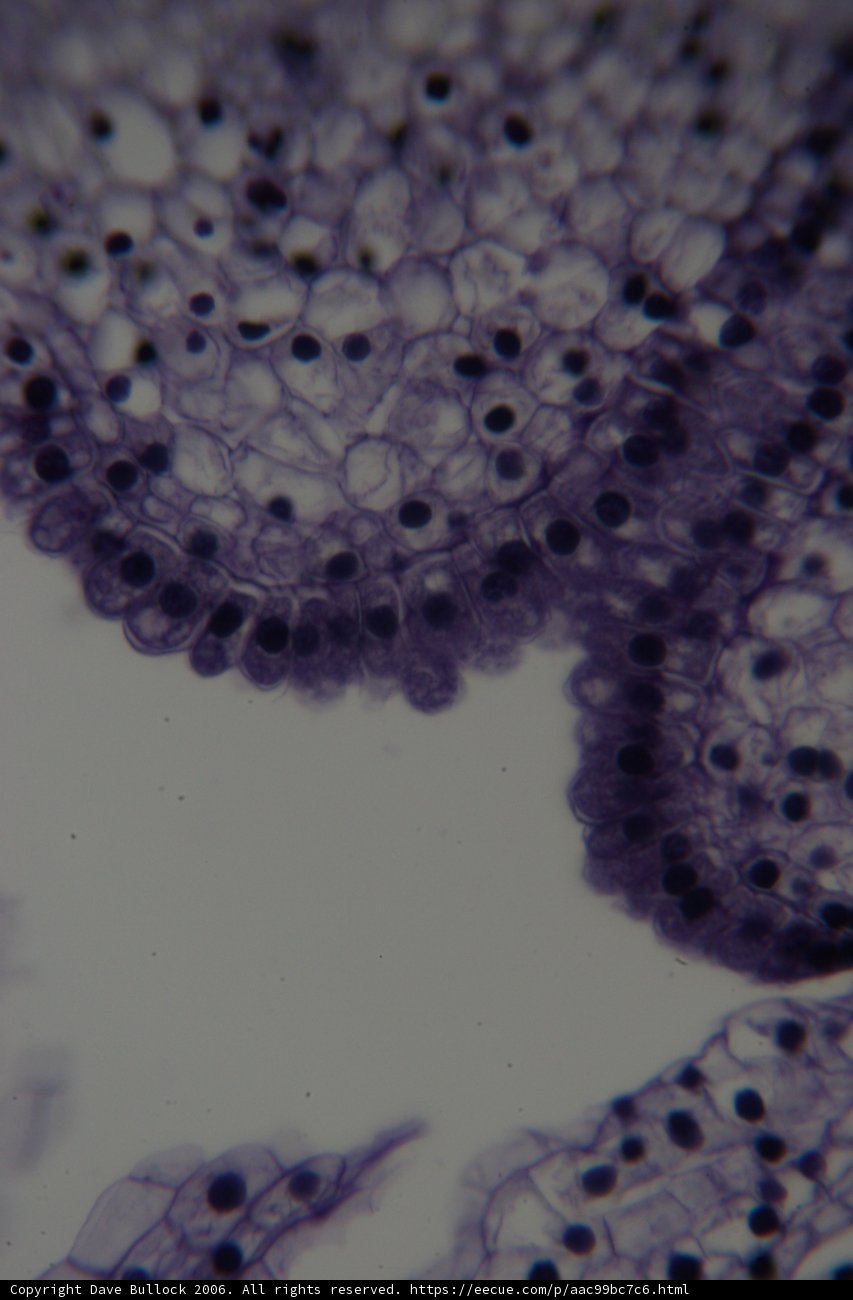 Mystery Cell