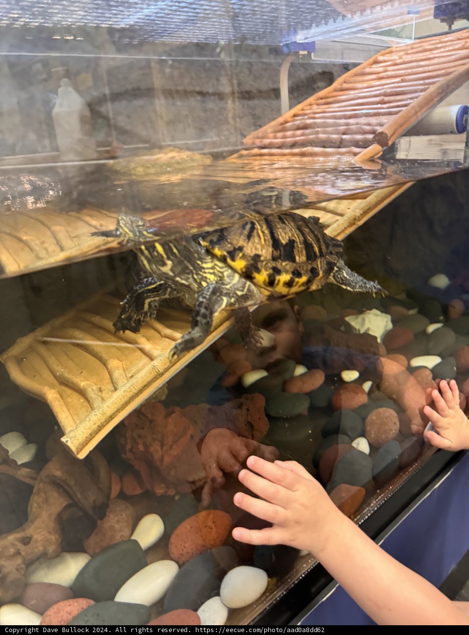 Curious Encounters at the Aquarium