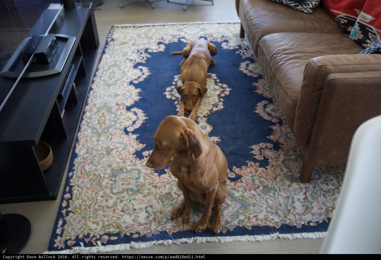 Two Dogs Enjoying a Cozy Afternoon at Home