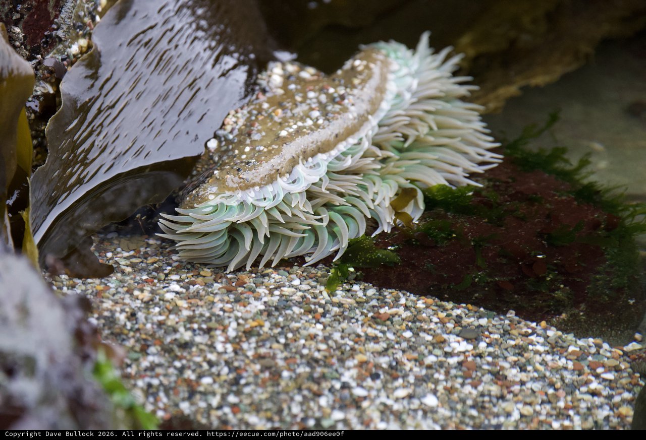 Sea Anemone Unfurled in Rocky Tidal Pool