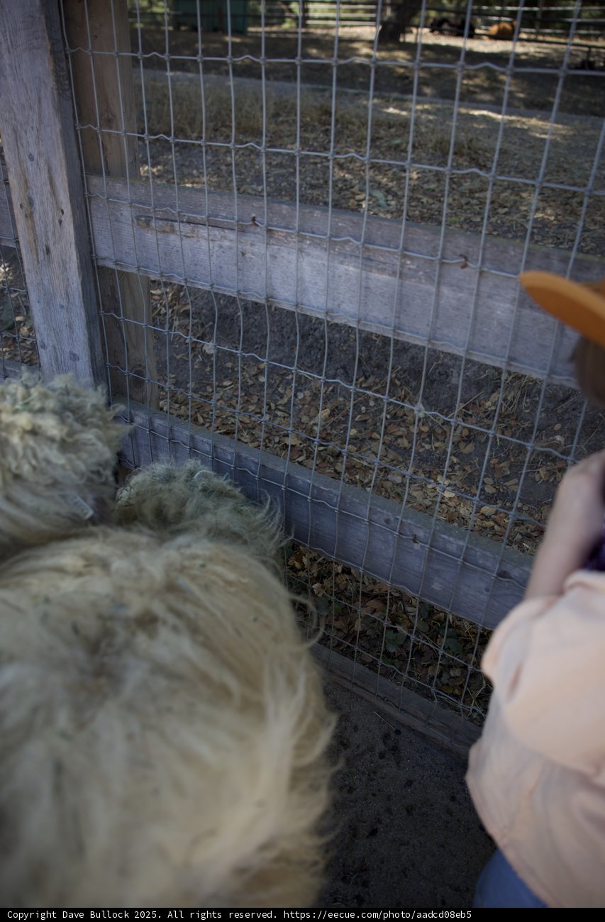 Curious Companions at Carmel Valley