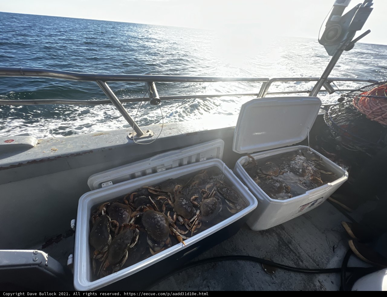 Fresh Catch of Crabs