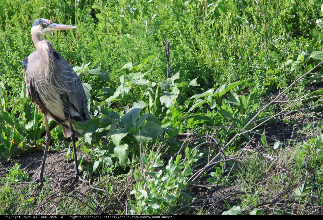 Great Blue Heron Standing Among Wetland Vegetation