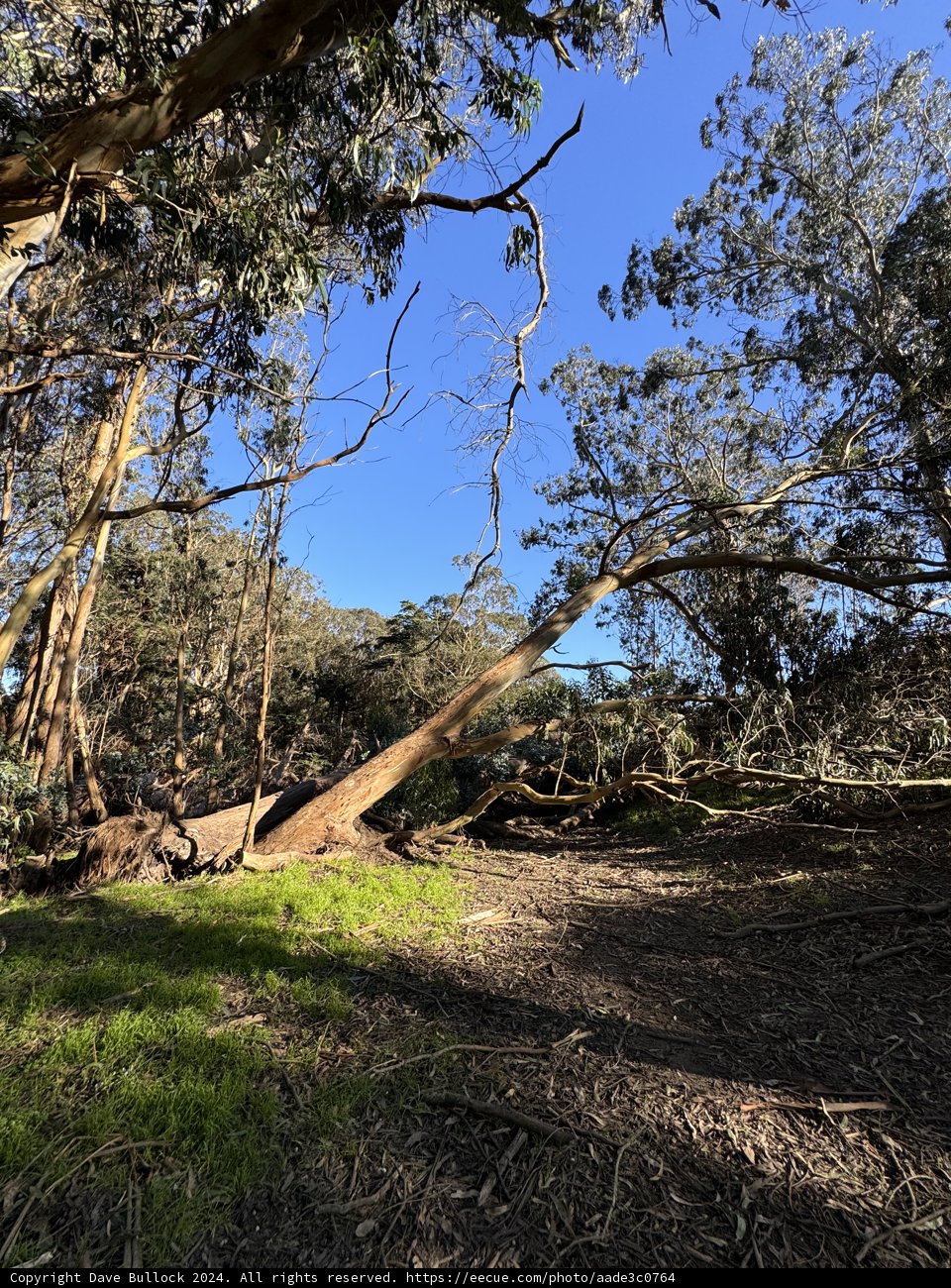 Enchanted Pathway Through McLaren Park