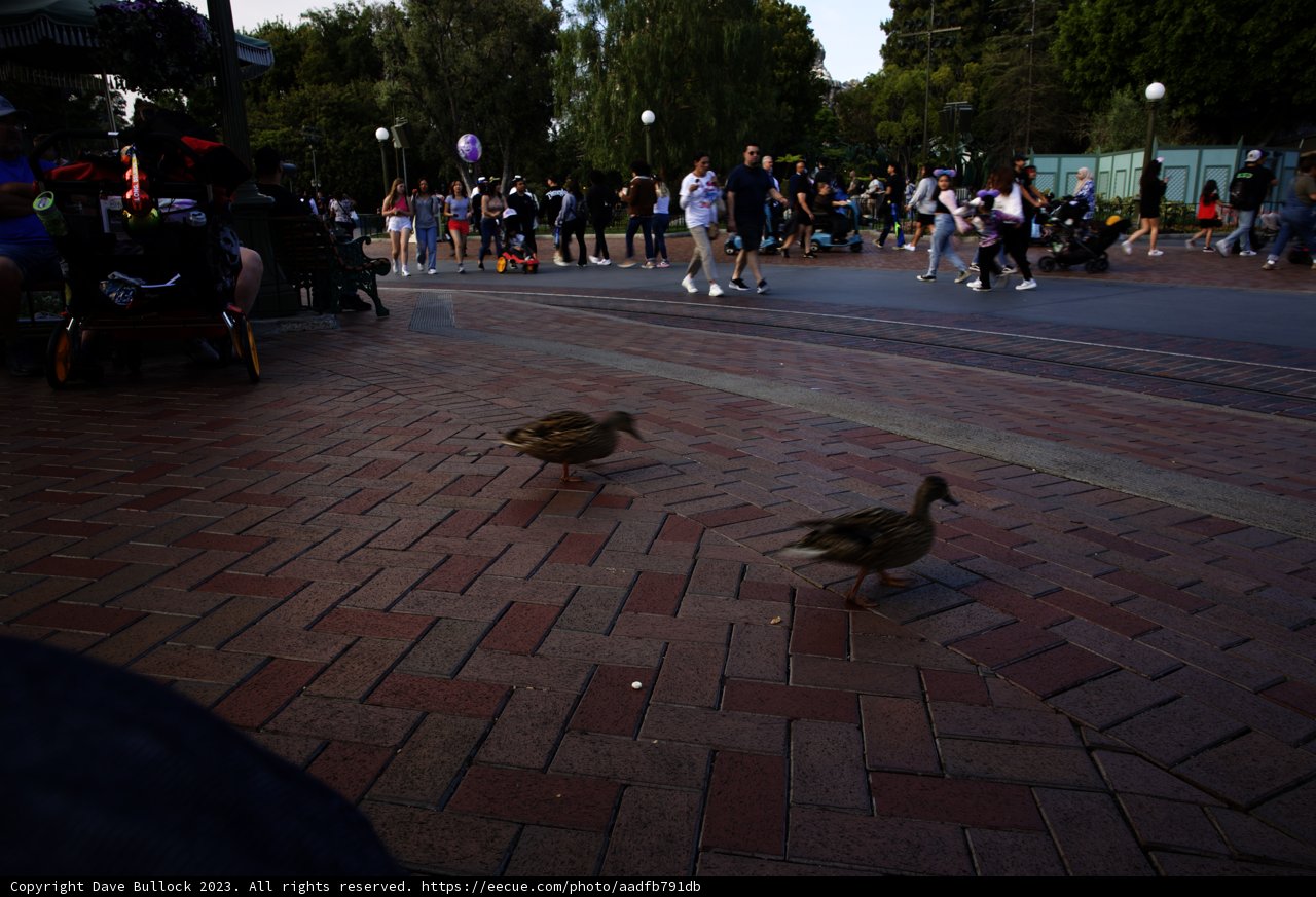 Waddling through Wonderland