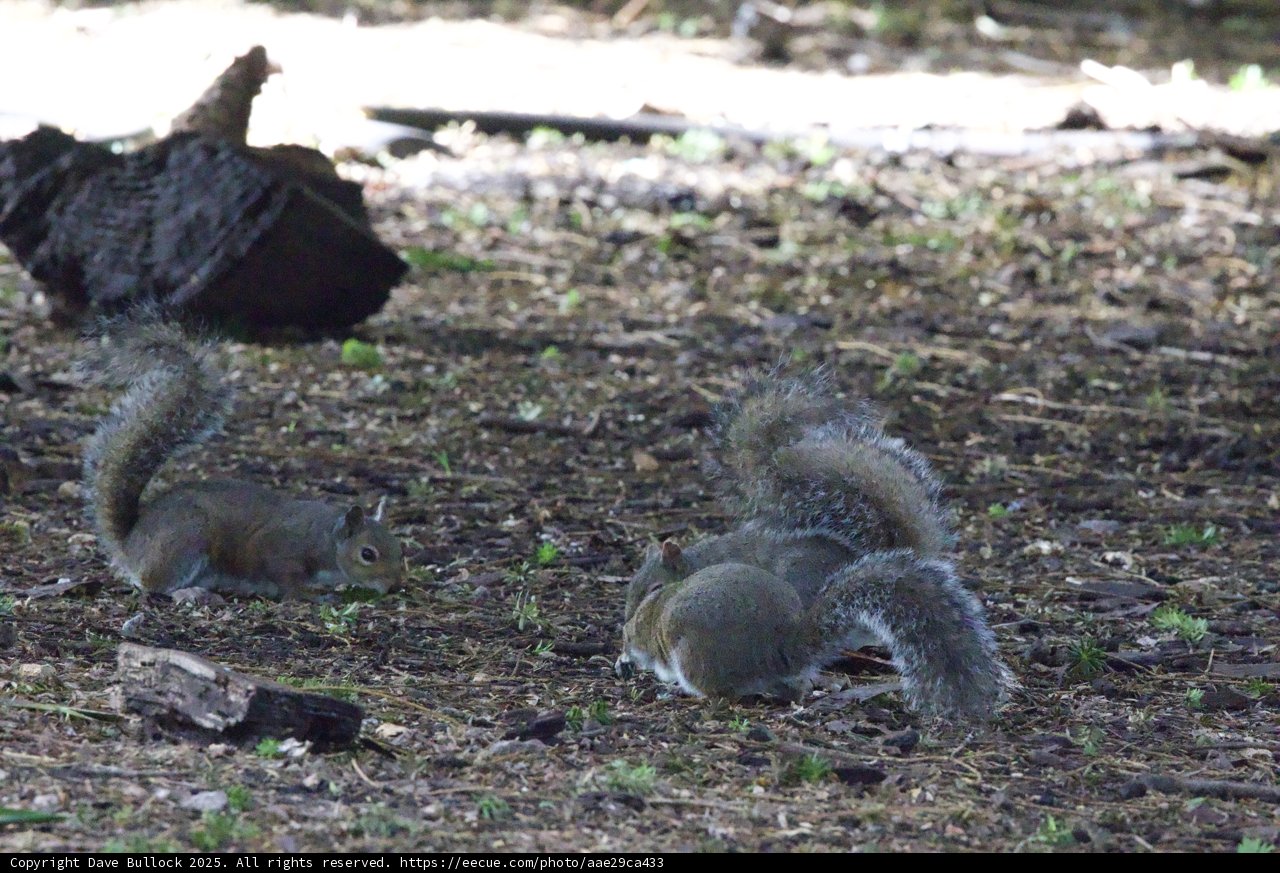 Woodland Gathering