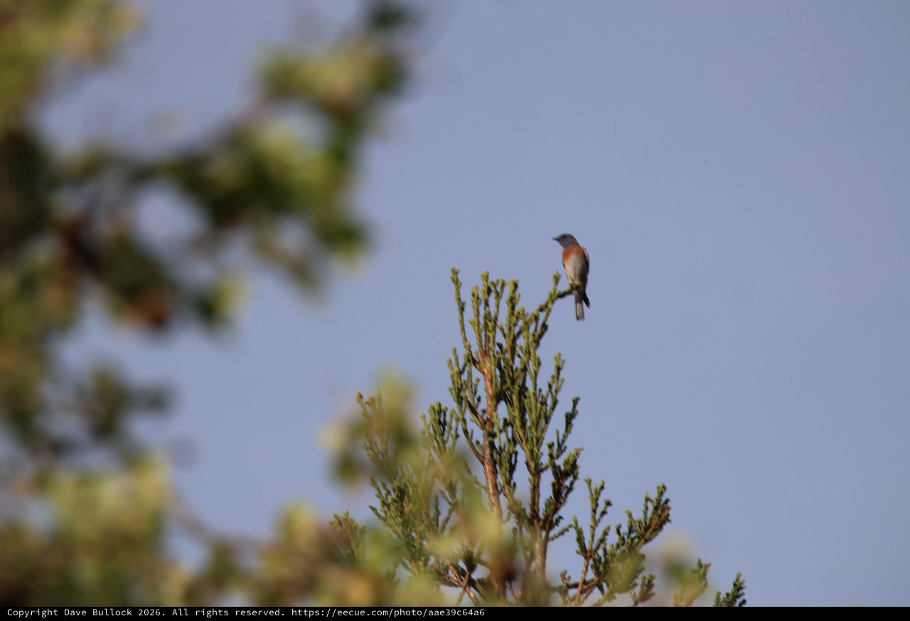 Western Bluebird Perched on Evergreen Branch at Dusk