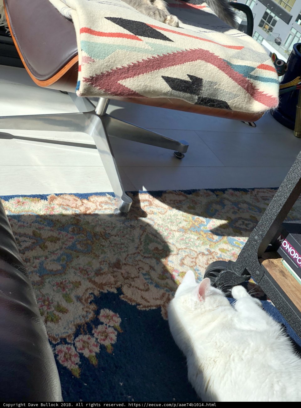 Furry Friend Complements the Perfect Home Decor