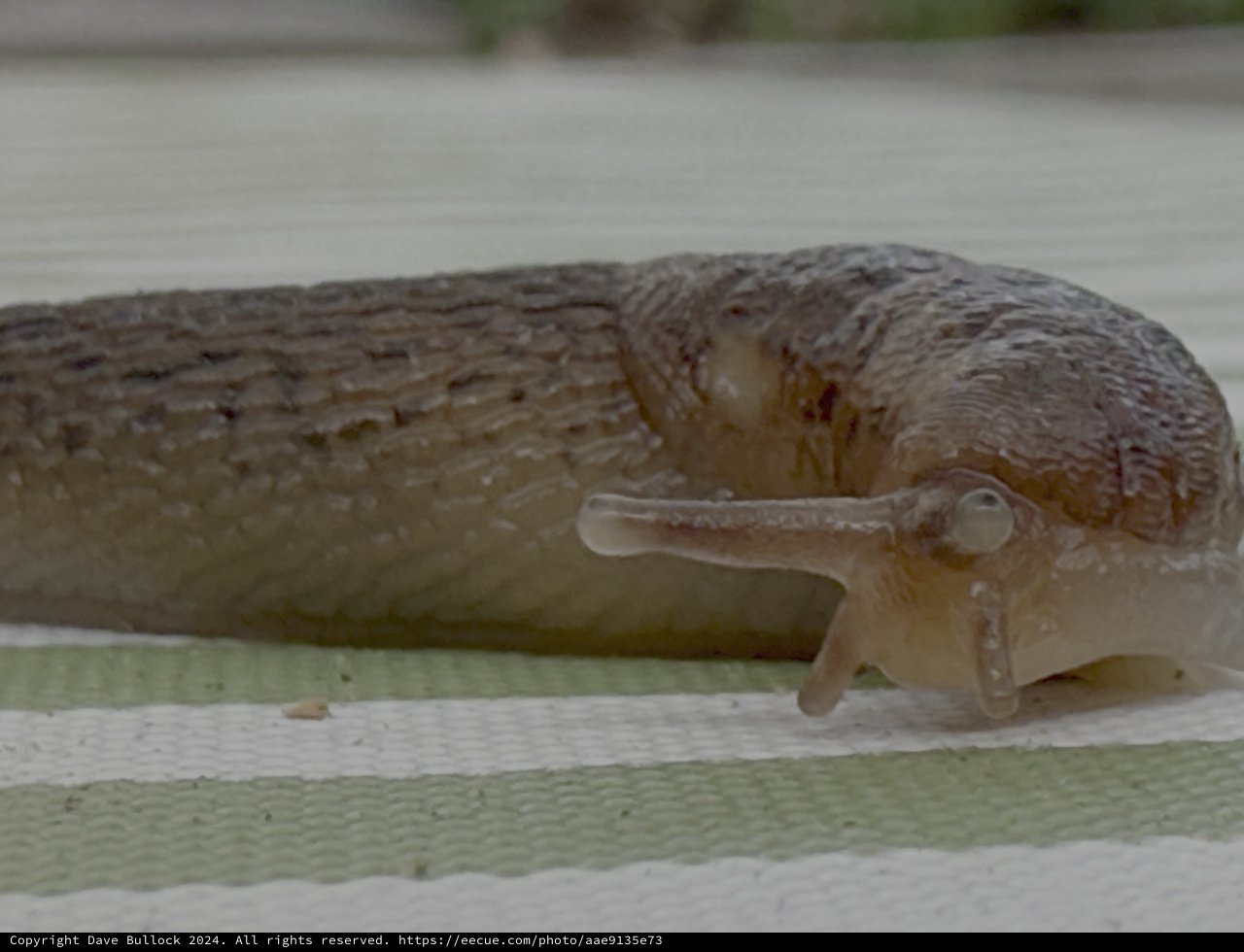 Slug Crawling on Wooden Garden Edge