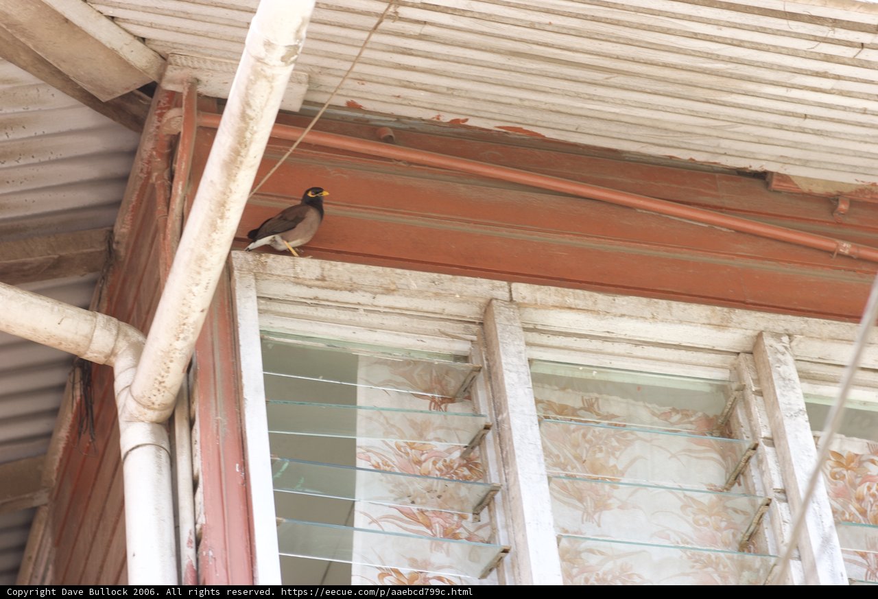 The Wooden Perch