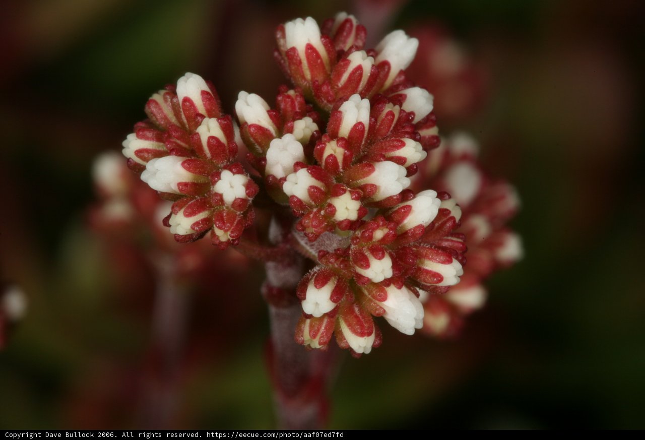 The Red and White Bloom