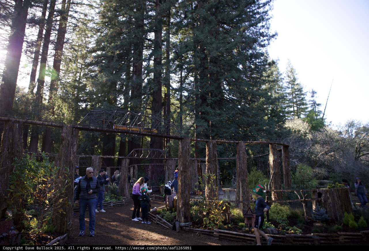 Enchanted Redwoods at Thistlewyck