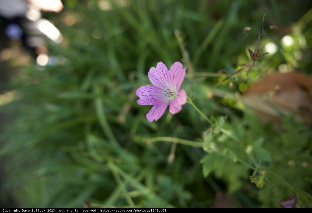 The Lone Bloom in San Francisco