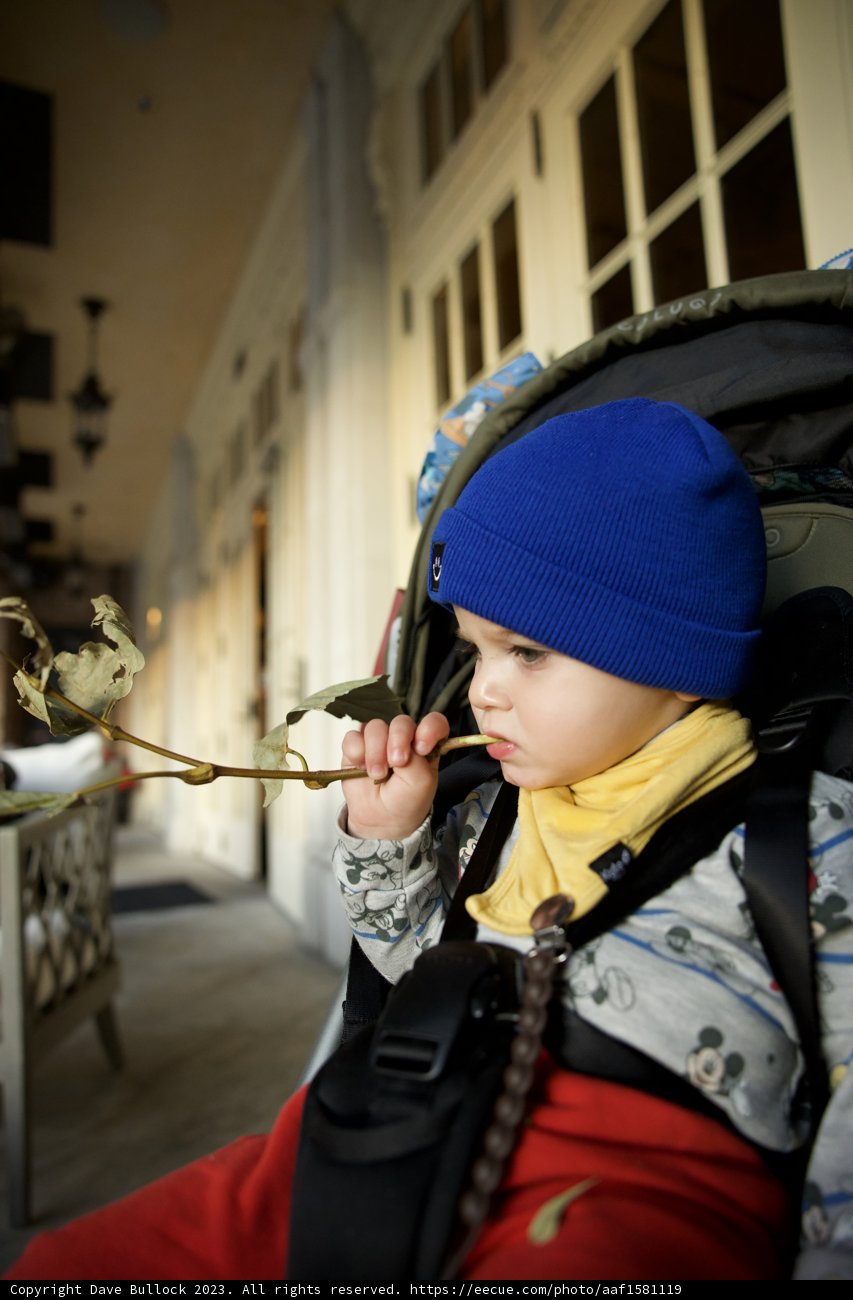 Little Explorer, Downtown Sonoma, 2023