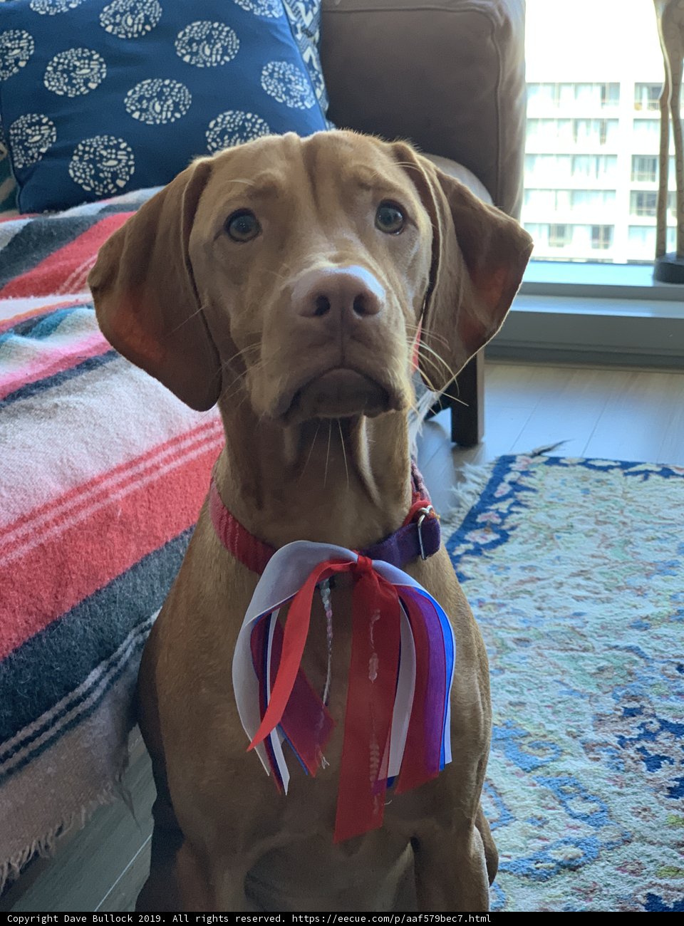Patriotic Pup